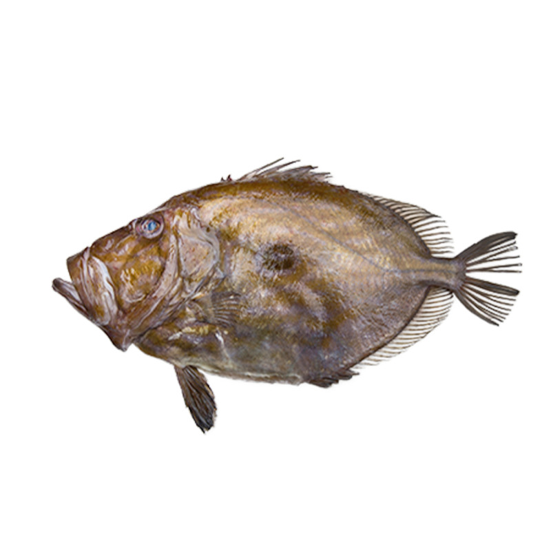 SAINT PIERRE V/S.QUEUE 300G 16KG