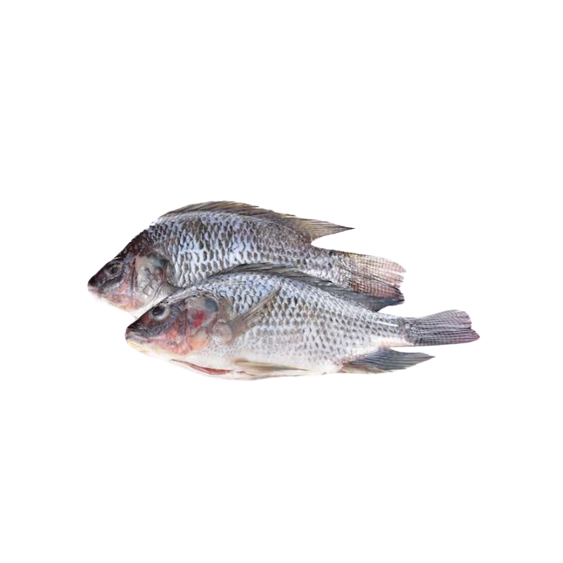 TILAPIA G/V 1300G+ 20%GLZ 8KG