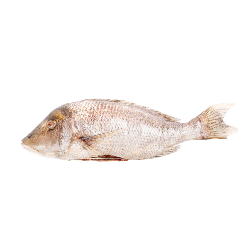 CAPITAINE EMPEREUR G/V 3/5KG