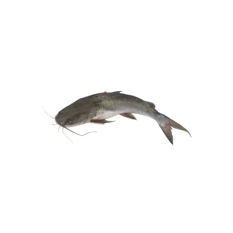 POISSON CHAT SILURE ENT VIDE